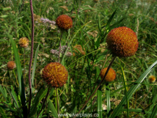 gaillardia - Gaillardia aristata 11AU14