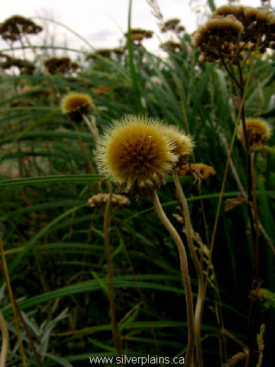 gaillardia - Gaillardia aristata 11AU30
