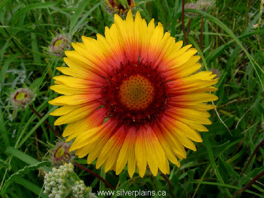 gaillardia - Gaillardia aristata 11JN26