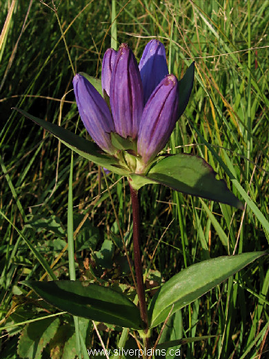 closed gentian - Gentiana andrewsii 09SE02