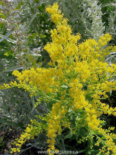 Canada goldenrod - Solidago canadensis 07AU03-01