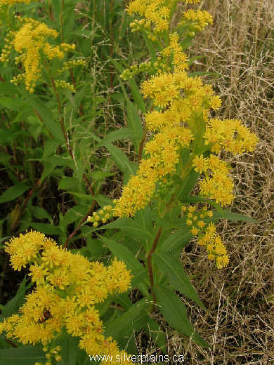 Missouri goldenrod, Solidago Missouriensis 09AU06-02