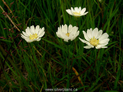upland white goldenrod - Solidago ptarmicoides 11JL15-02