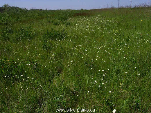 grass of parnassus - Parnassia glauca Raf. 10AU03