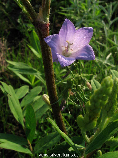 harebell - Campanula rotundifolia 11JL04-01