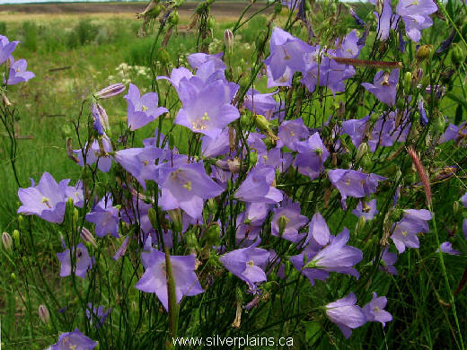 harebell - Campanula rotundifolia