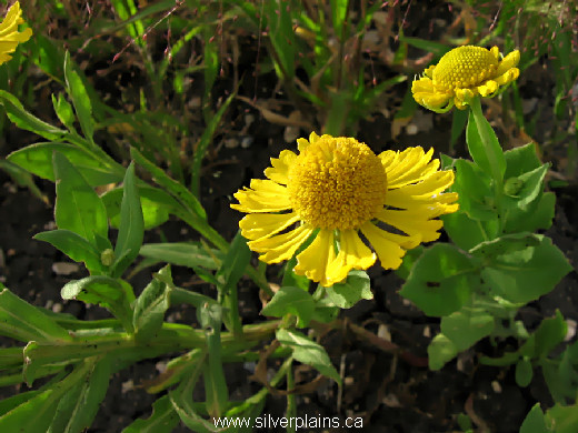 helenium, Helenium autumnale 08AU16