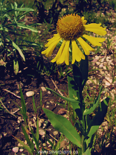 helenium, Helenium autumnale 09AU04