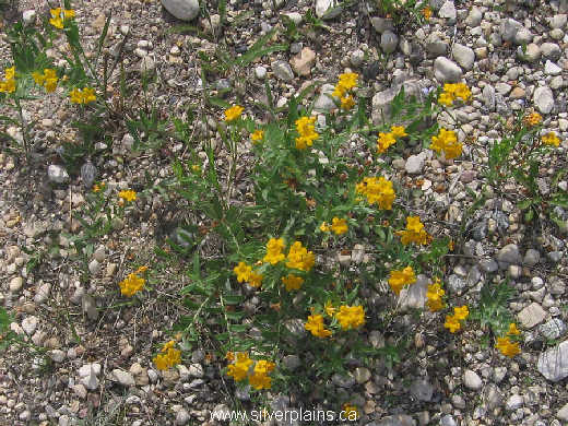 hoary puccoon - Lithospermum canescens 09JN18-04