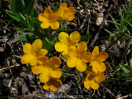 hoary puccoon - Lithospermum canescens 09JN10