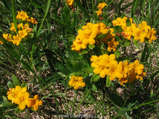 hoary puccoon - Lithospermum canescens 11JN11