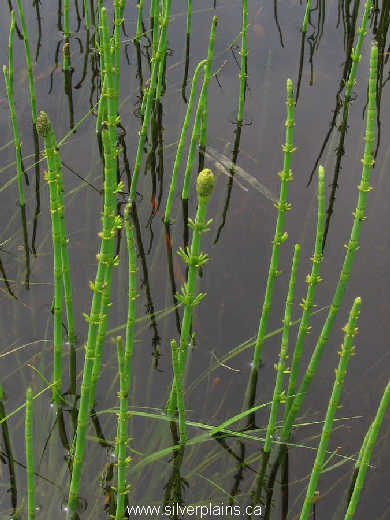water horsetail ~ Equisetum fluviatile L. 10MA29-01