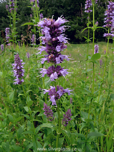 giant hyssop, Agastache foeniculum 09JL23