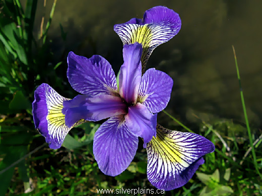 blue flag iris - Iris versicolor 10JN14-1