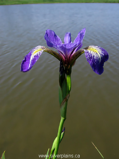 blue flag iris - Iris versicolor 10JN14-3