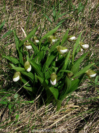 small white lady's slipper, Cypripedium candidum - 11JN11-1