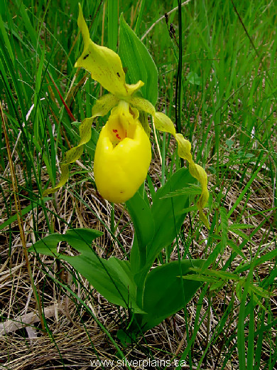 large yellow lady's slipper, Cypripedium pubescens - 07JN18