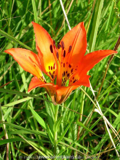 prairie lily - Lilium philadelphicum 07JL15-08