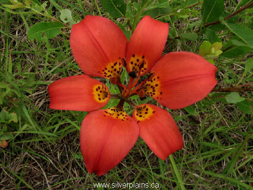 prairie lily - Lilium philadelphicum 09JL23-01