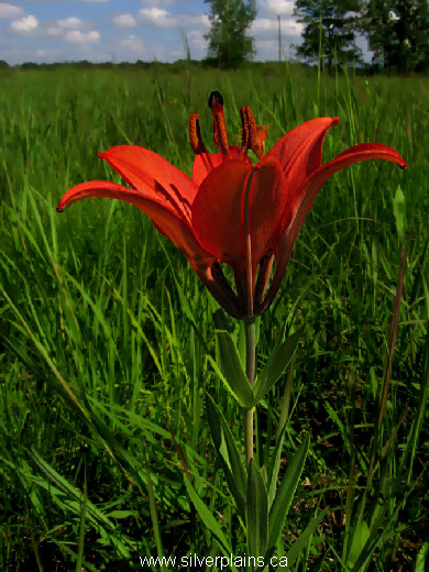 prairie lily - Lilium philadelphicum 07JL15-01