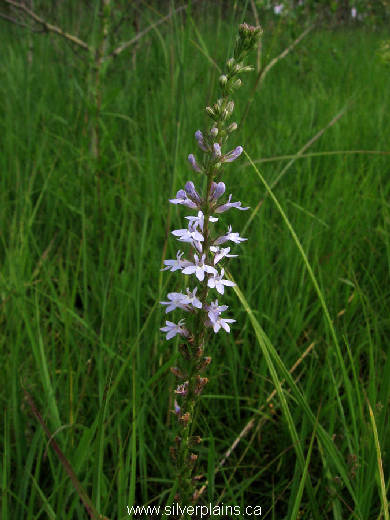 pale spike Lobelia - Lobelia spicata 11JL15-01