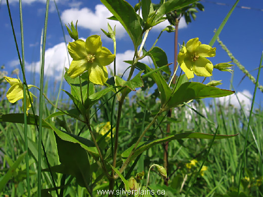 fringed loosestrife ~ Lysimachia ciliata L. 11JL24