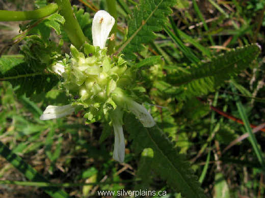 swamp lousewort, Pedicularis lanceolata Michx. 10AU08-02