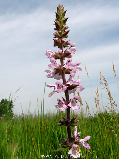 marsh hedgenettle - Stachys palustris 11JL04
