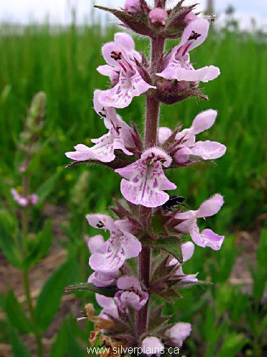 marsh hedgenettle - Stachys palustris 12JL02-3