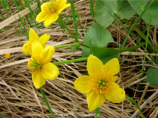 marsh marigold - Caltha palustris 11MA22