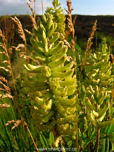 Canada milkvetch - Astragalus canadensis 09JL20-01