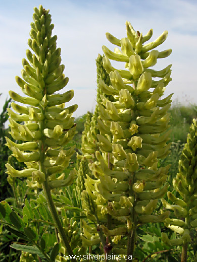 Canada milkvetch - Astragalus canadensis 09JL20