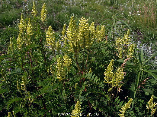 Canada milkvetch - Astragalus canadensis 11JL07-03