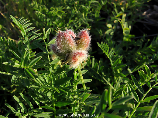 ascending purple milkvetch, Astragalus striatus - 11SE05