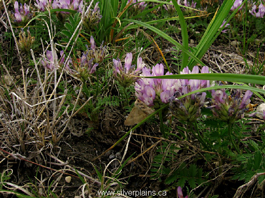 ascending purple milkvetch, Astragalus striatus - 12MA23