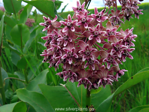common milkweed, Asclepias syriaca L - 10JN27-2