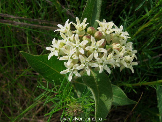dwarf milkweed - Asclepias ovalifolia Decne 11JN25-01
