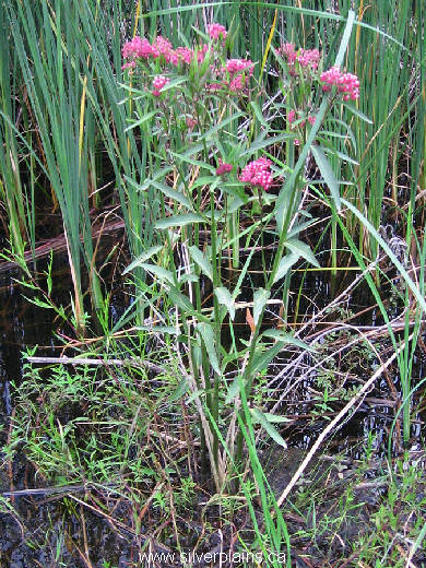 swamp milkweed - Asclepias incarnata 07JL15-02