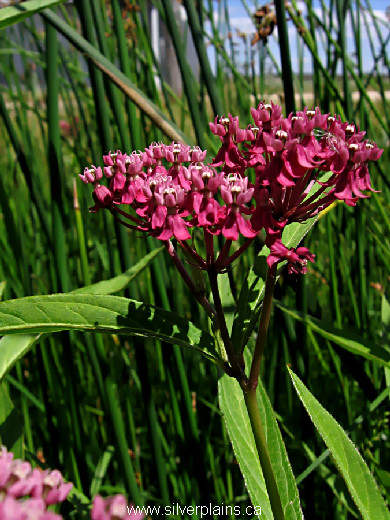 swamp milkweed - Asclepias incarnata 10JL12
