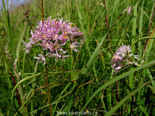 autumn onion - Allium stellatum 11AU14