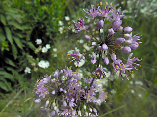 autumn onion - Allium stellatum 13AU12-1