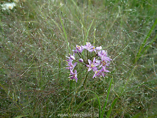 autumn onion - Allium stellatum 13AU12-1