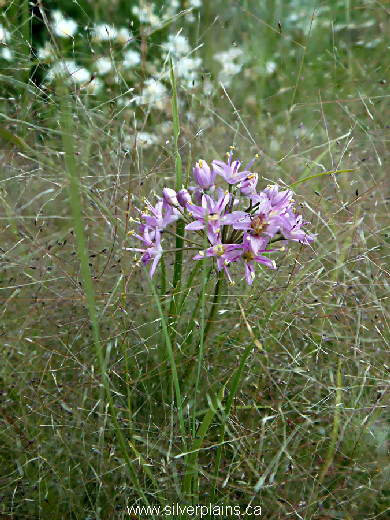 autumn onion - Allium stellatum 13AU12-2