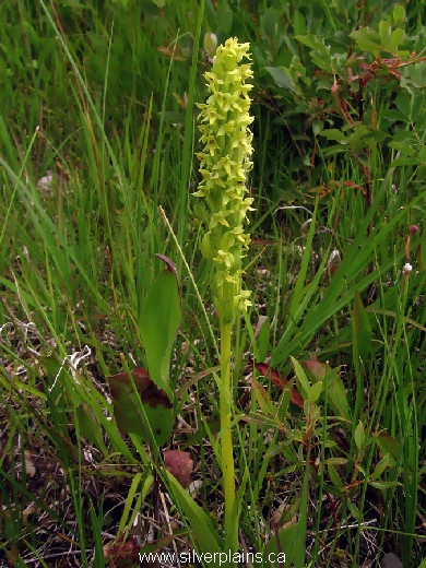 northern green bog orchid, Platanthera aquilonis - 11JL15