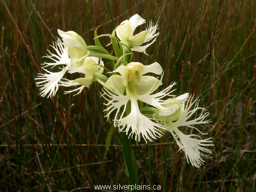 western prairie fringed orchid, Platanthera praeclara - 09JL23