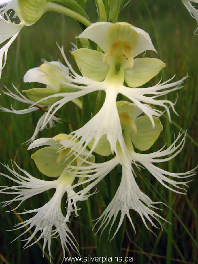 western prairie fringed orchid, Platanthera praeclara - 10JL01-1