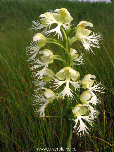 western prairie fringed orchid, Platanthera praeclara - 10JL01-2