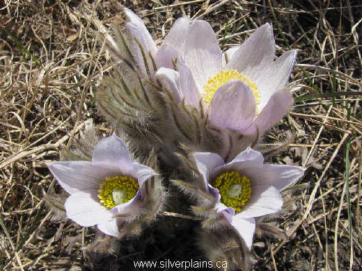 prairie crocus - Anemone patens 10AP11-01