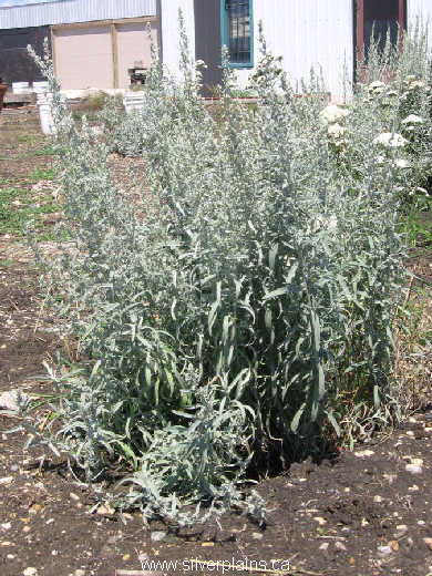 prairie sage  - Artemisia ludoviciana 07JL26-01