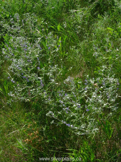 silvery scurfpea ~ Pediomelum argophyllum (Pursh) J. Grimes 10JL11-02